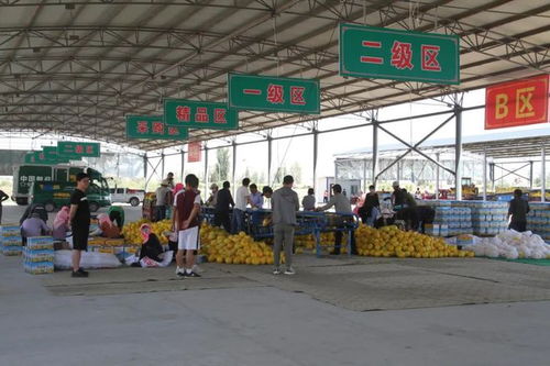 民勤蜜瓜甲天下 民勤县2020年蜜瓜产业发展综述